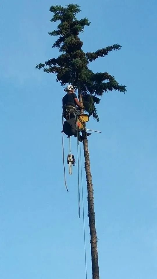 Arborist climbing a tall tree, trimming branches against a blue sky.