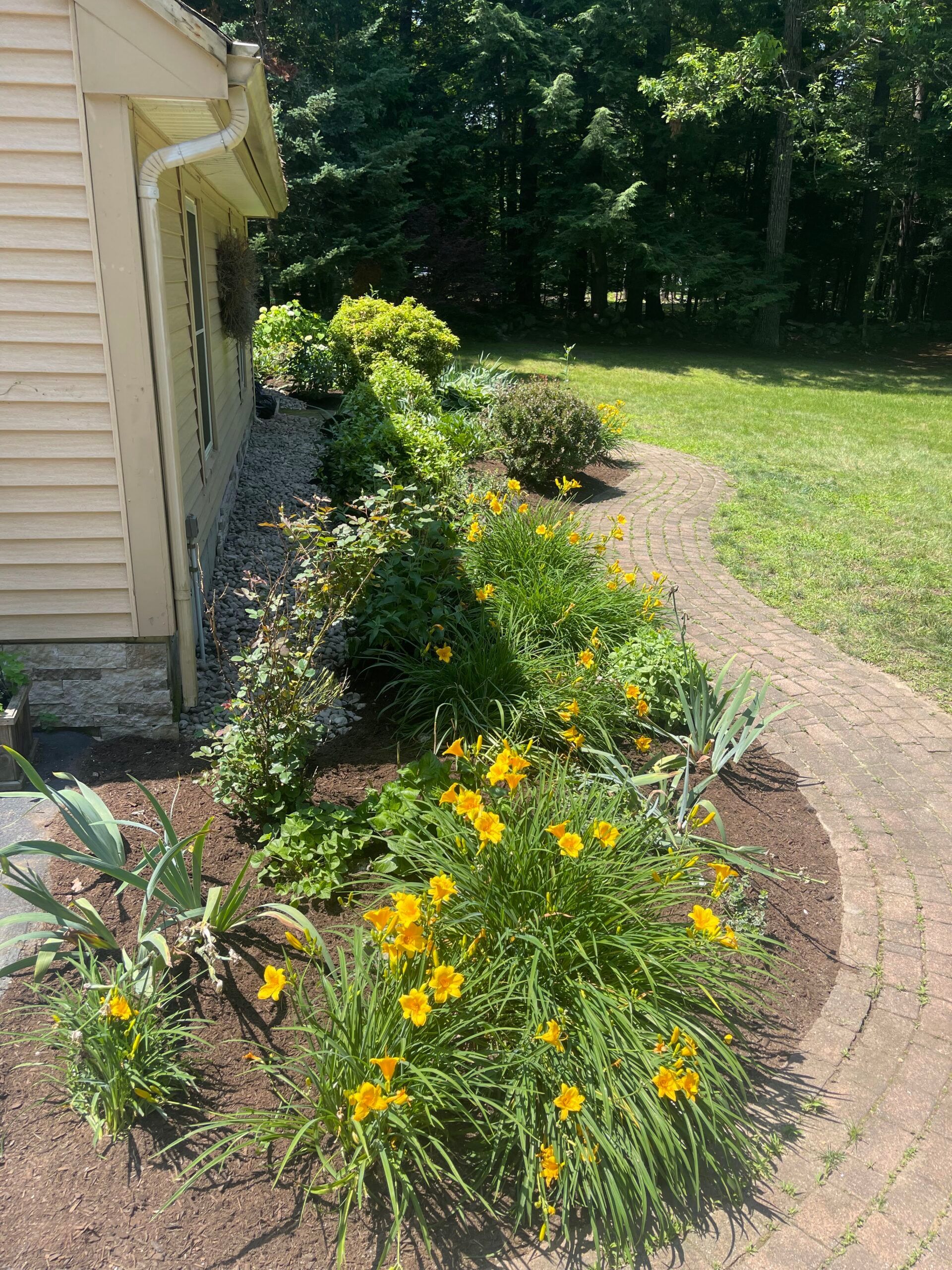 A row of yellow flowers are growing in front of a house.