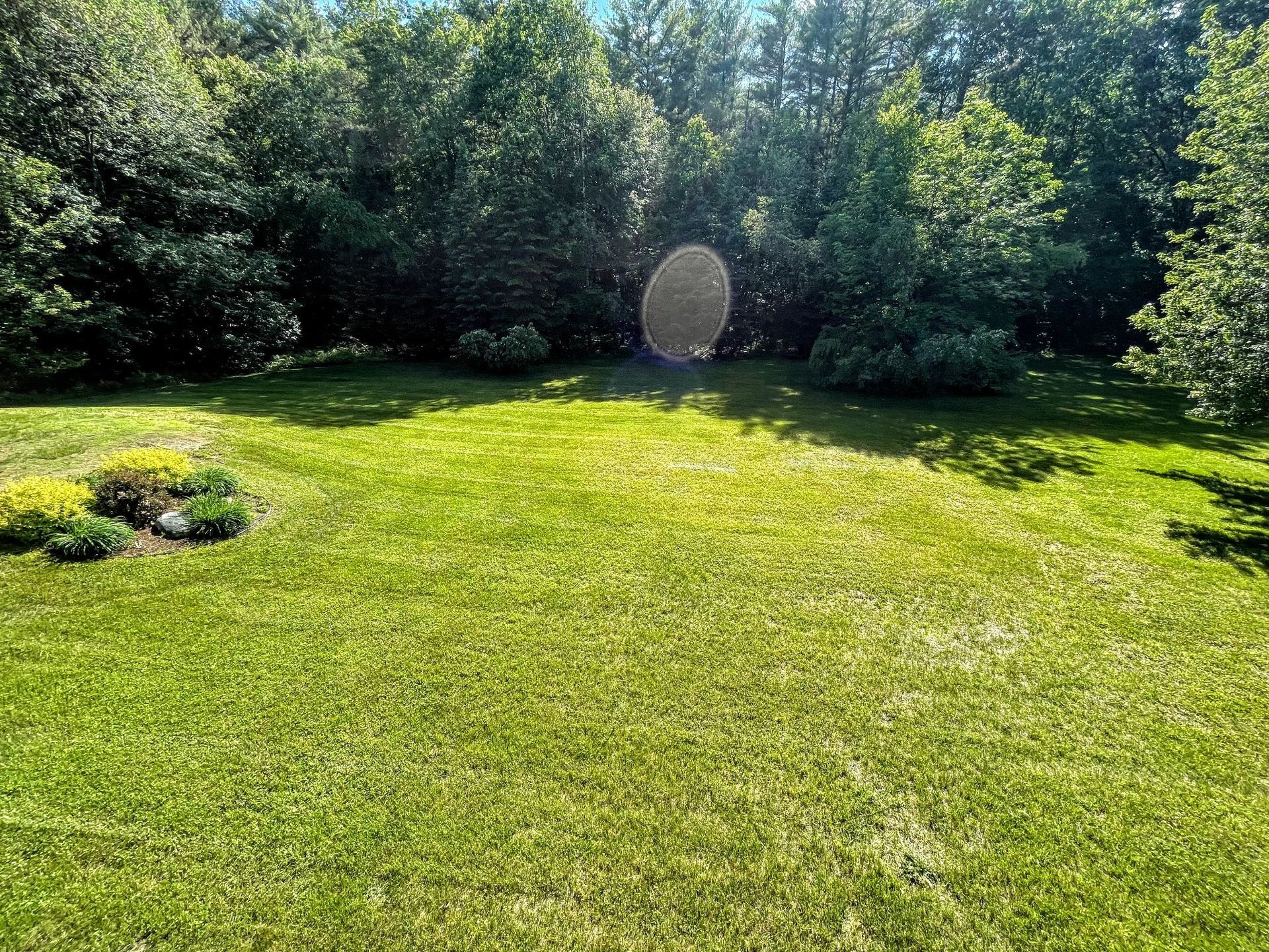 A large lush green lawn surrounded by trees on a sunny day.