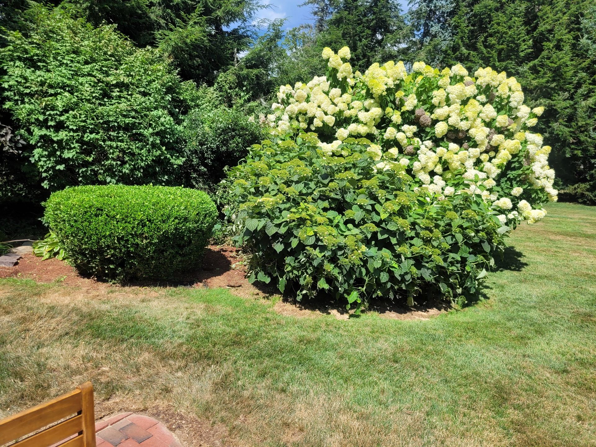 A bush with white flowers is in the middle of a lush green field.