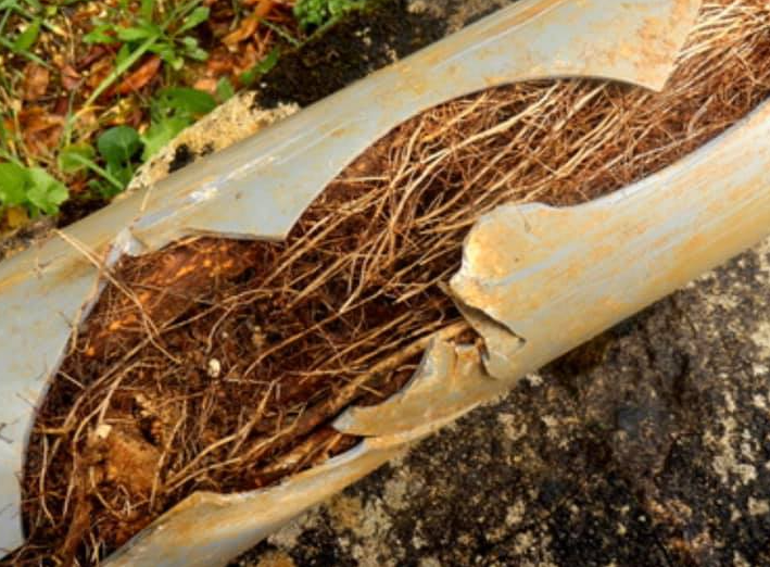 Broken pipe filled with tree roots, gray plastic, outdoors.