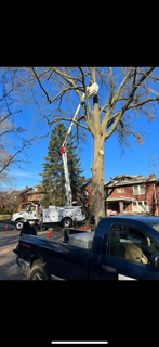 A truck is parked next to a tree with a crane attached to it.