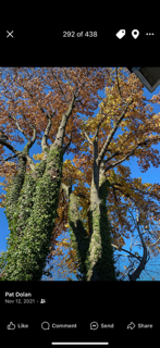 A phone screen shows a picture of a tree with a blue sky in the background.