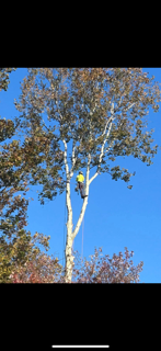 A person is climbing a tree with a blue sky in the background.