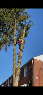 A man is climbing a tree in front of a brick building.