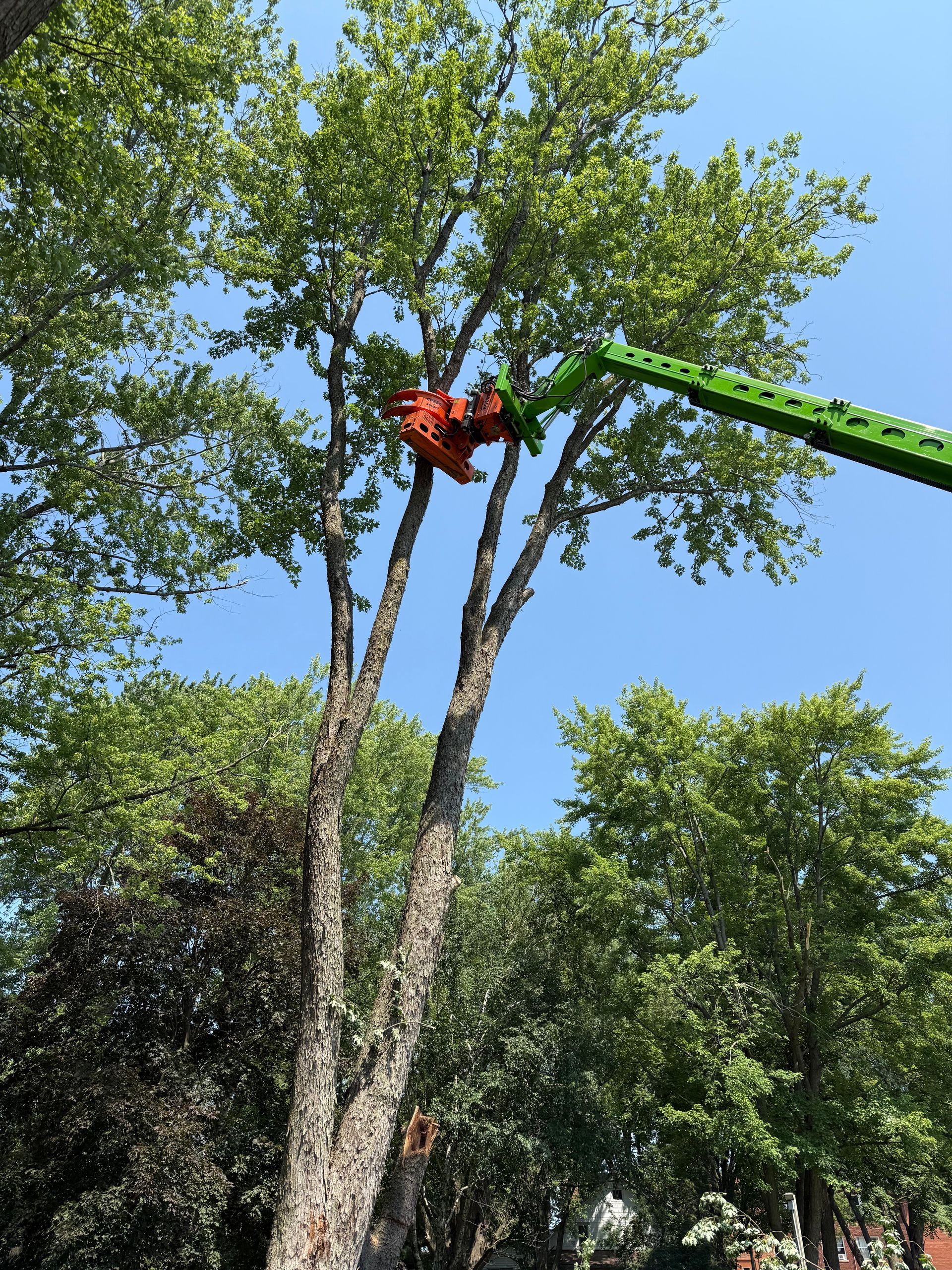 A person is cutting a tree with a crane.