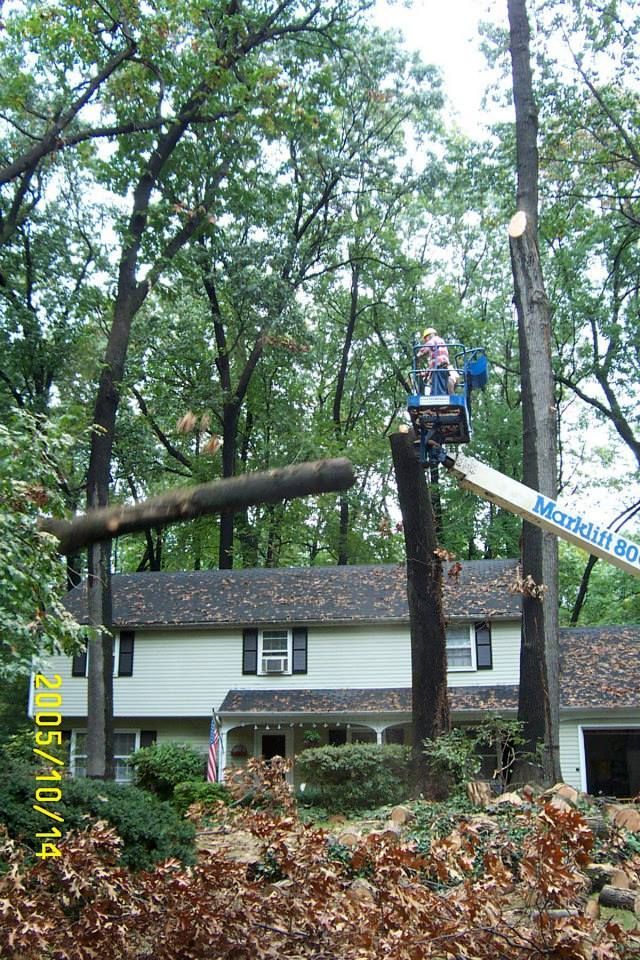 A man in a crane is cutting a tree in front of a house.