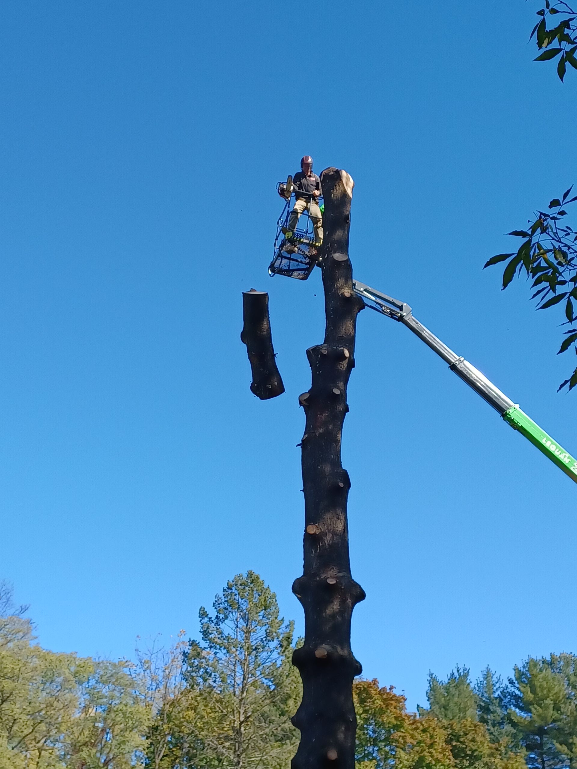 A man is cutting down a tree with a crane.