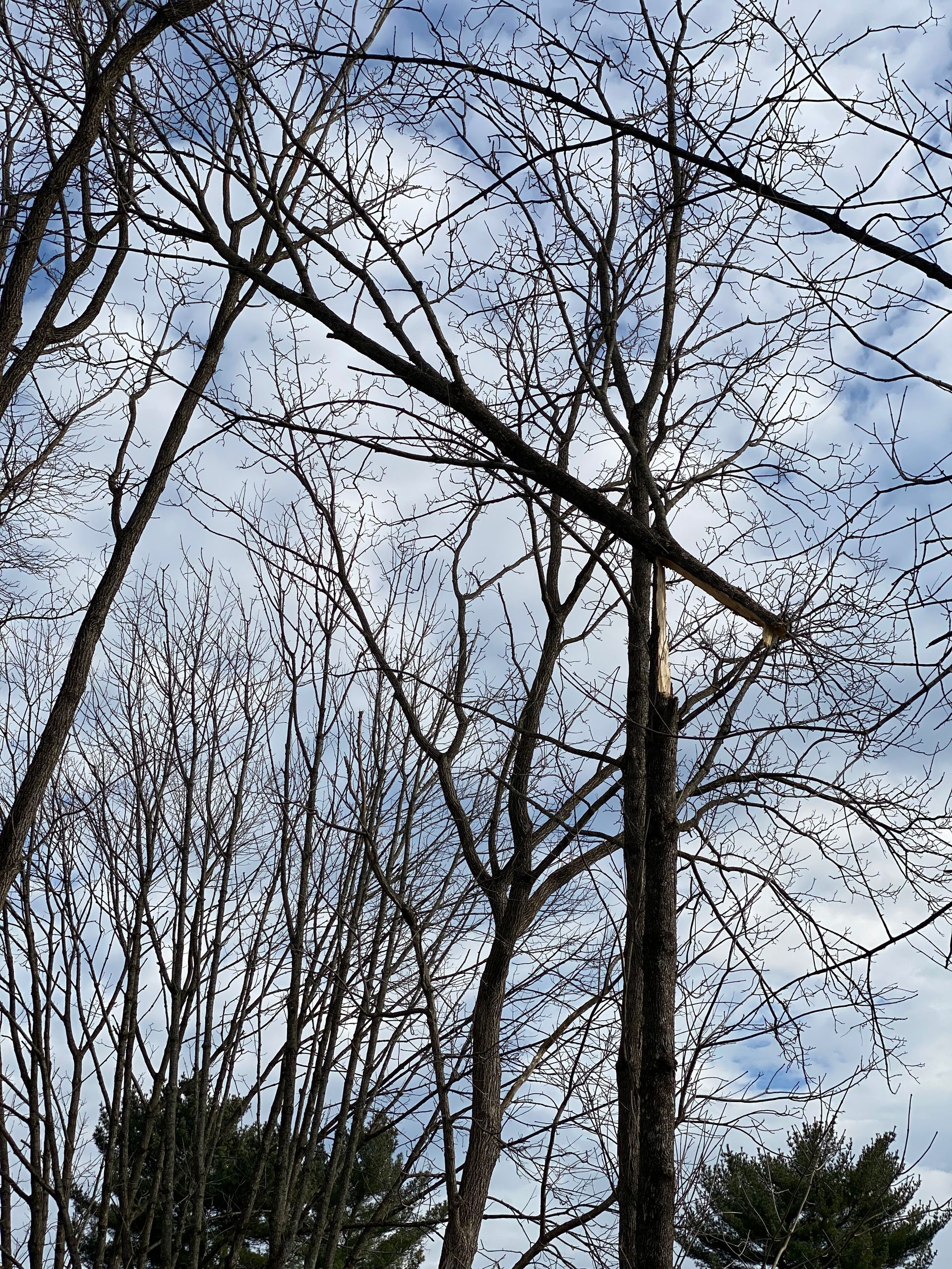 A tree without leaves against a blue sky with clouds