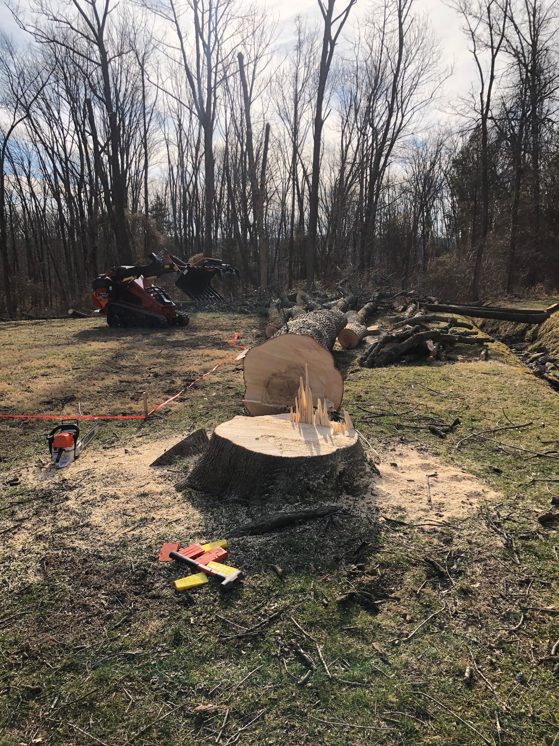 A tree stump is being cut down in the middle of a forest.