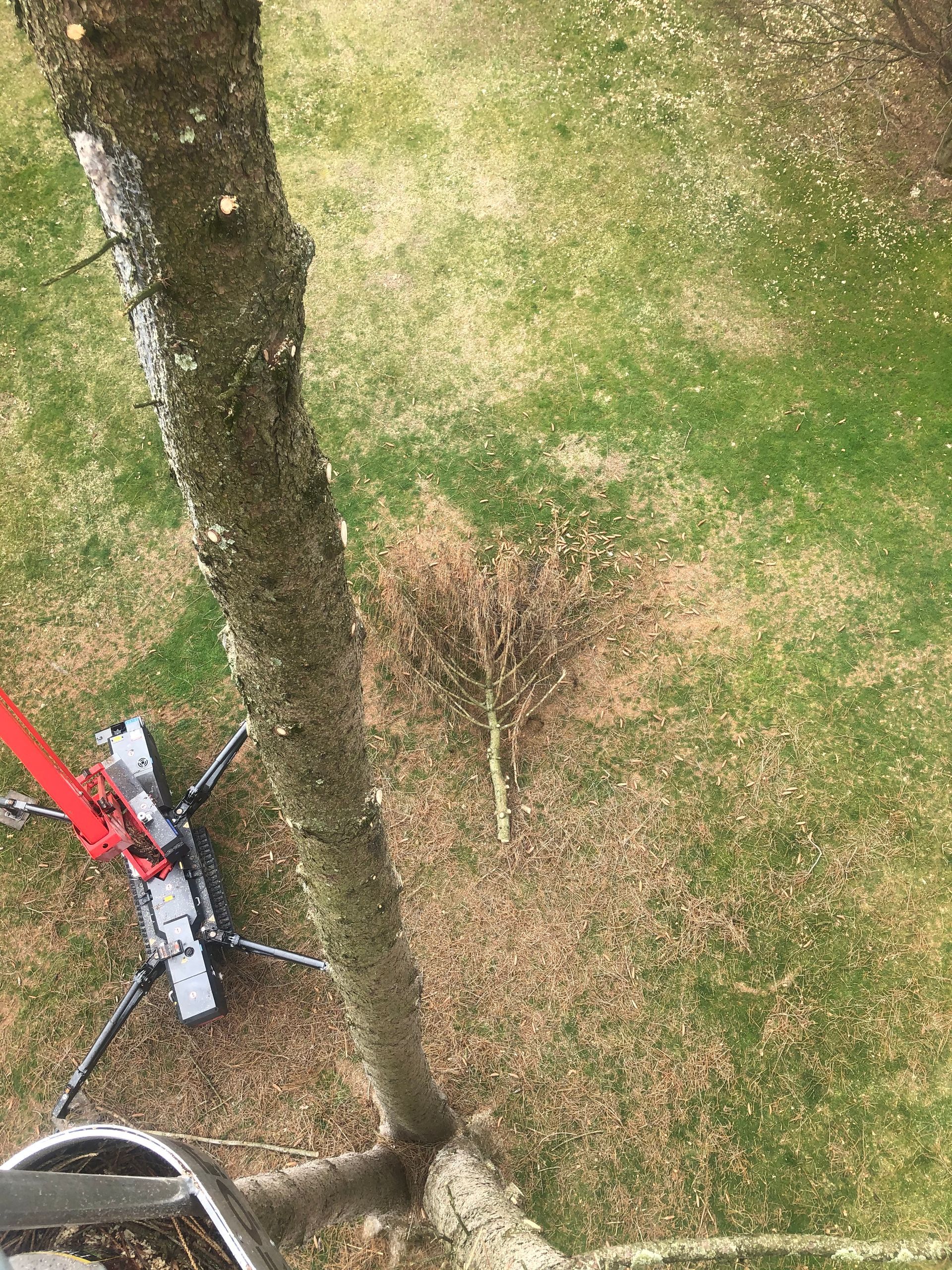 A person is cutting a tree with a chainsaw.