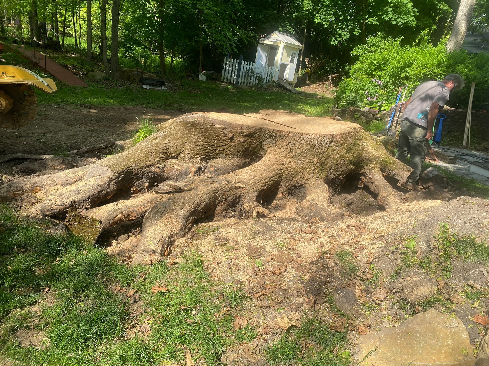 A man is standing next to a large tree stump in a yard.