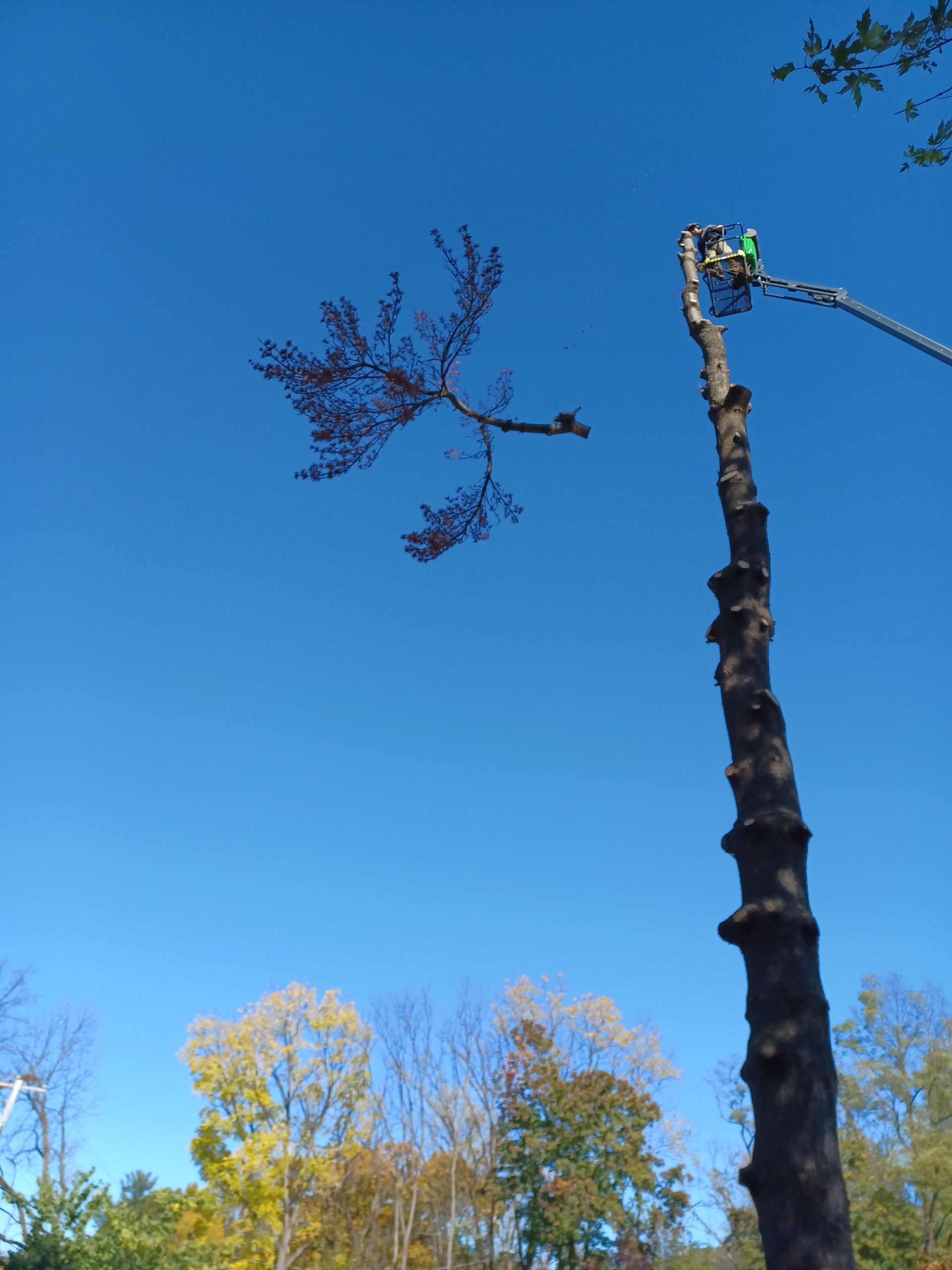 A man in a crane is cutting down a tree