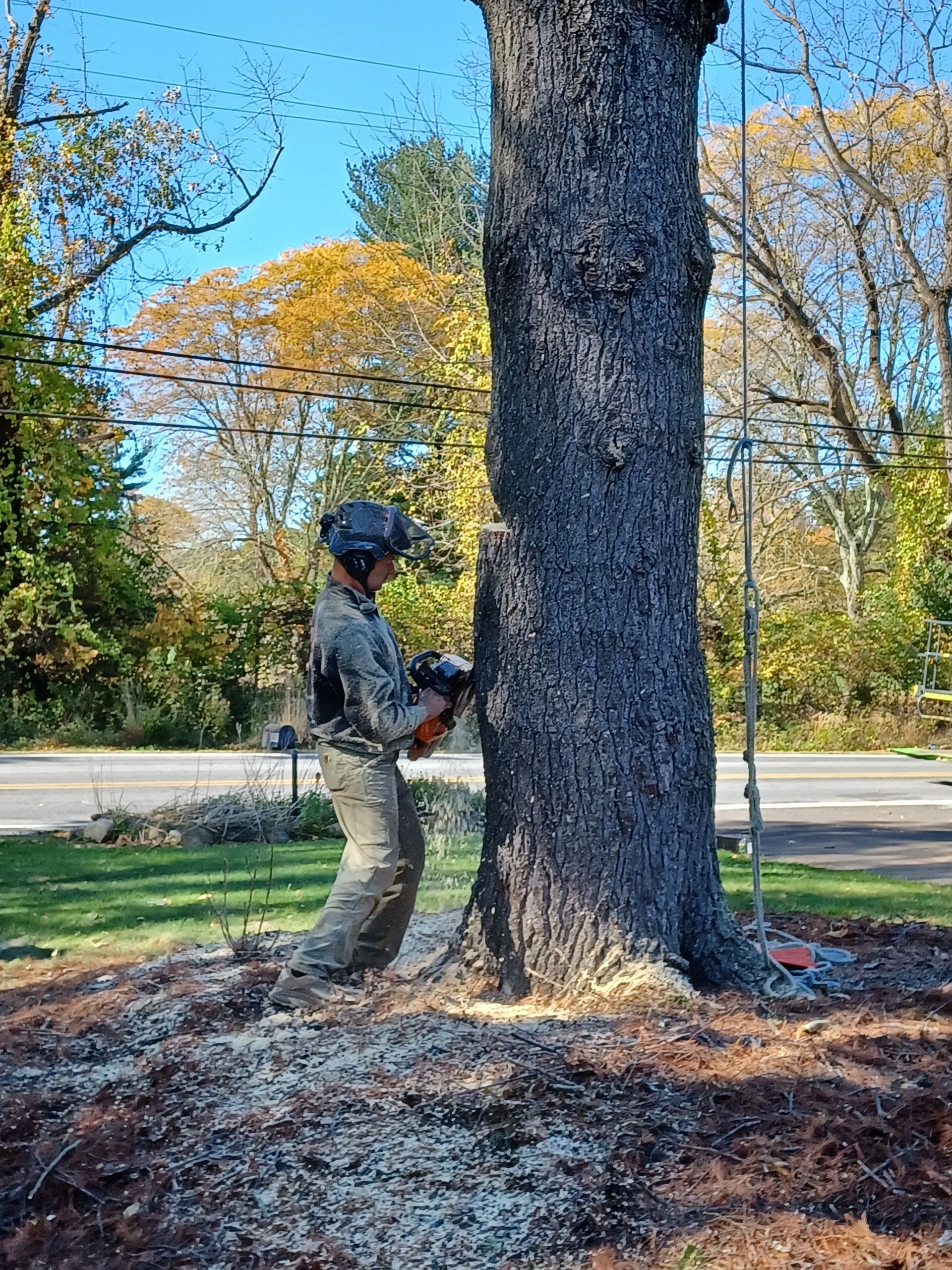 A man is cutting a tree with a chainsaw.