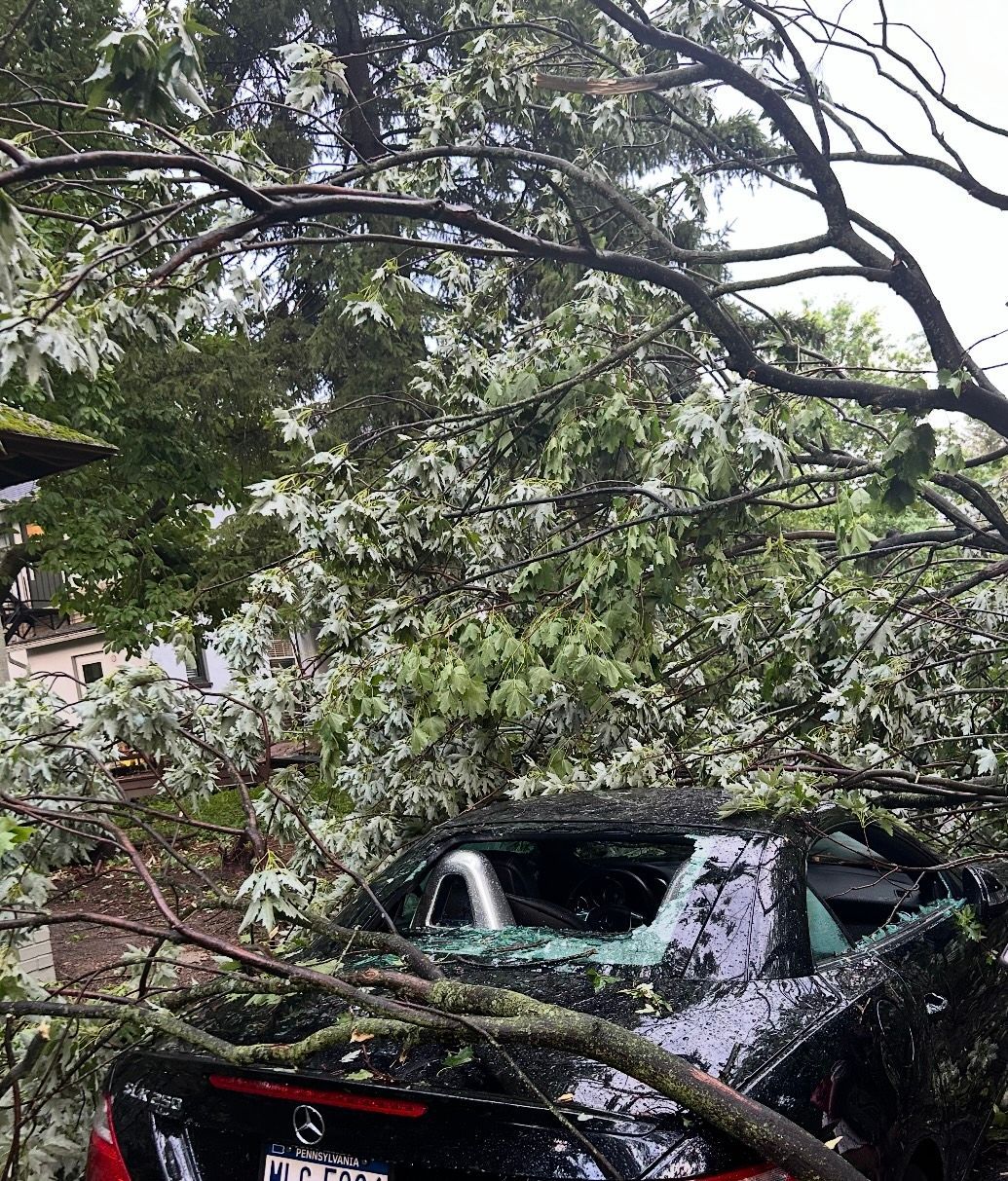 A car that has crashed into a tree.