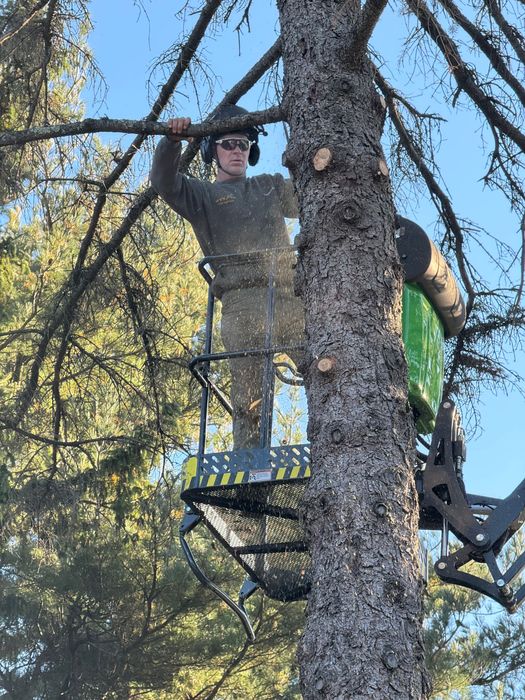 A man is standing on a platform in a tree.