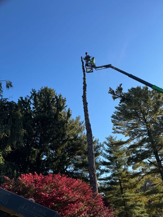 A man is cutting a tree with a crane.