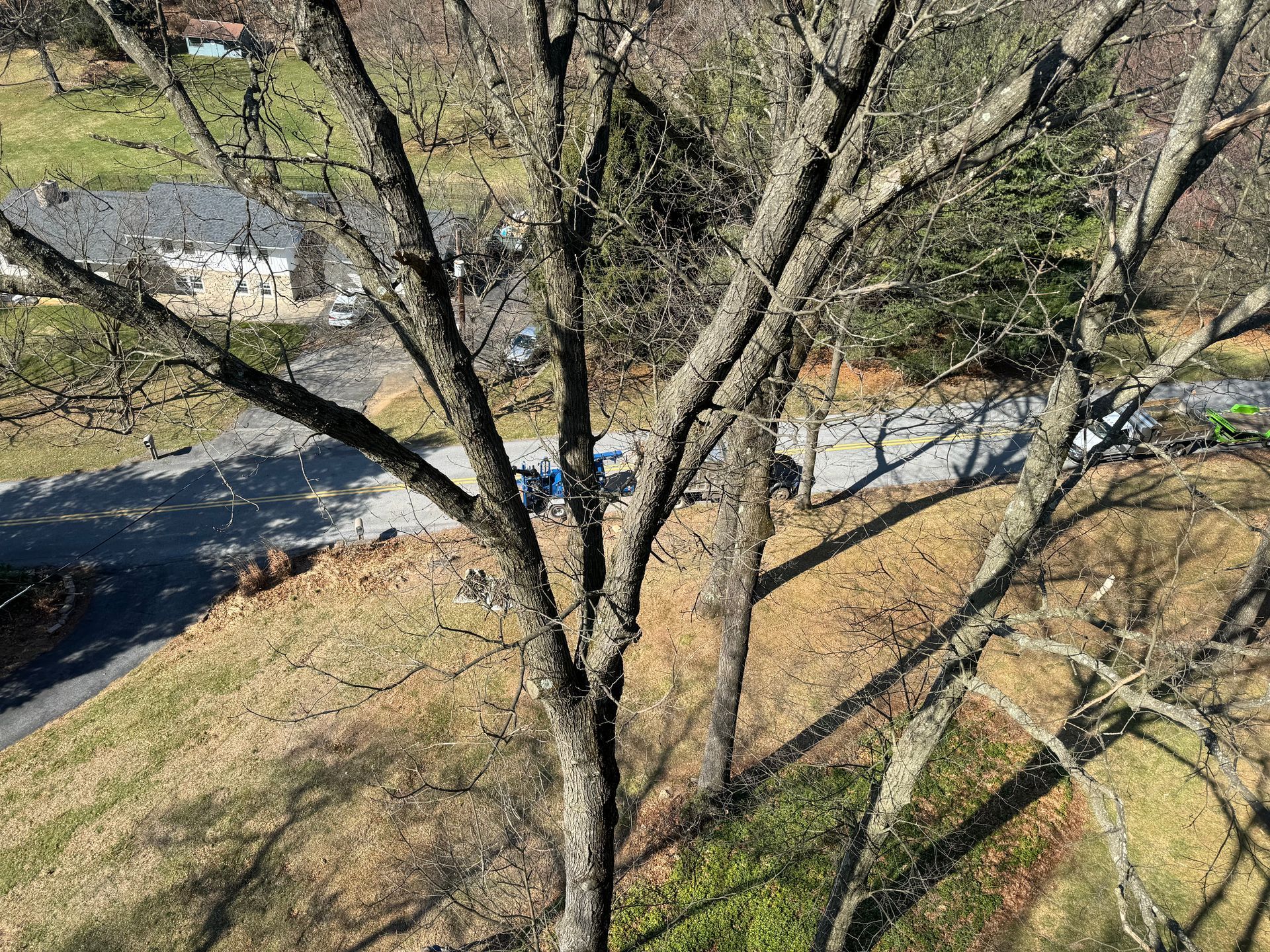 An aerial view of a tree with a road in the background.