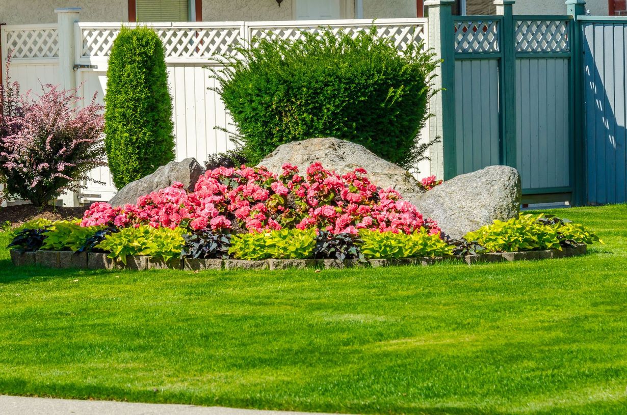 Flower bed with pink blooms and shrubs in a manicured green lawn by a white fence and blue gate