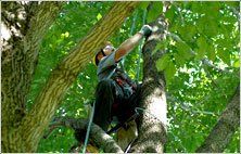 A service man doing tree trimming