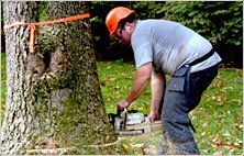A service man cutting tree