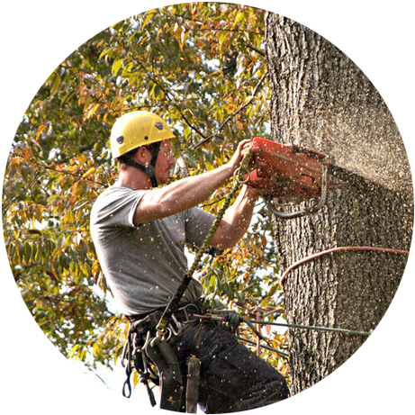 A service man cutting tree