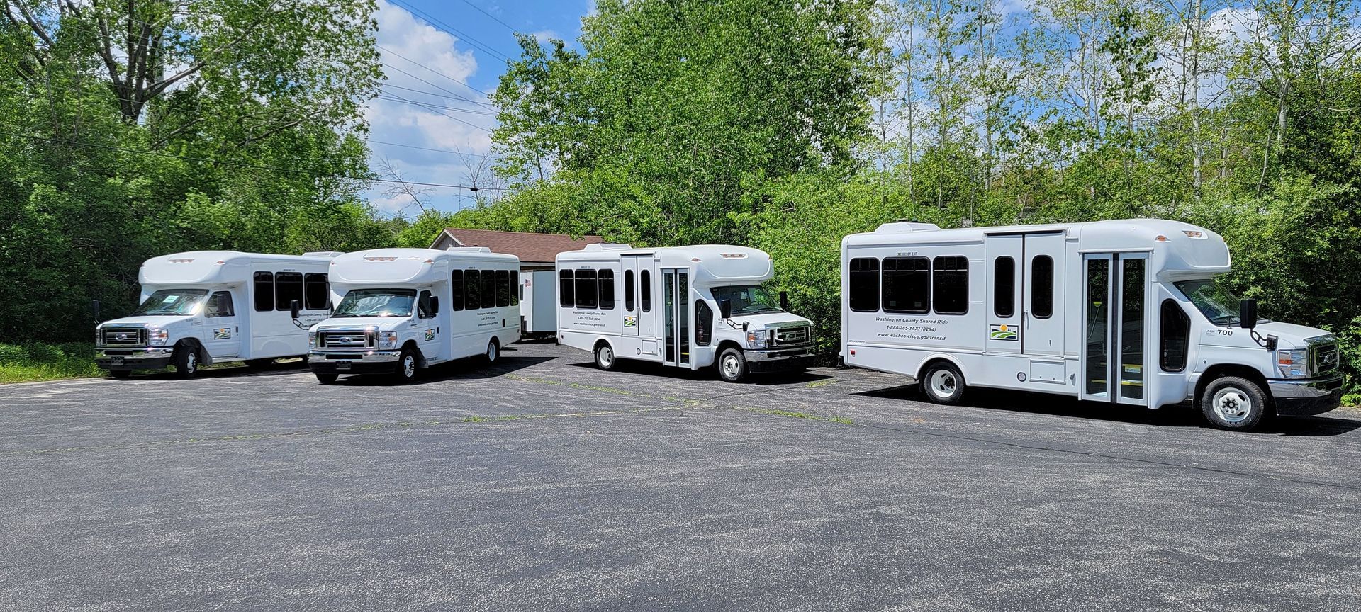 A row of white buses are parked in a parking lot.