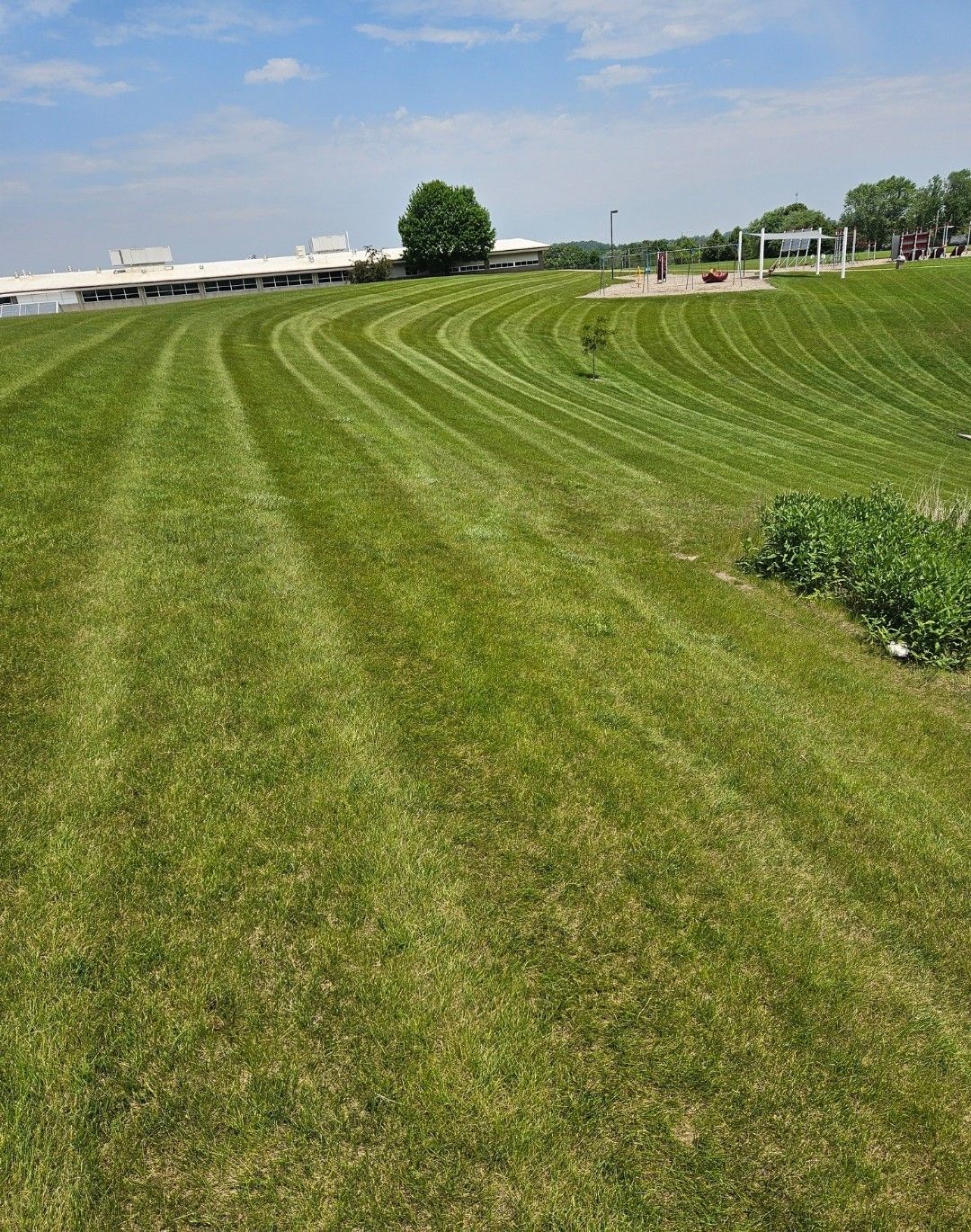 Green grass field with curved mowing lines under a blue sky, building and trees in the background.