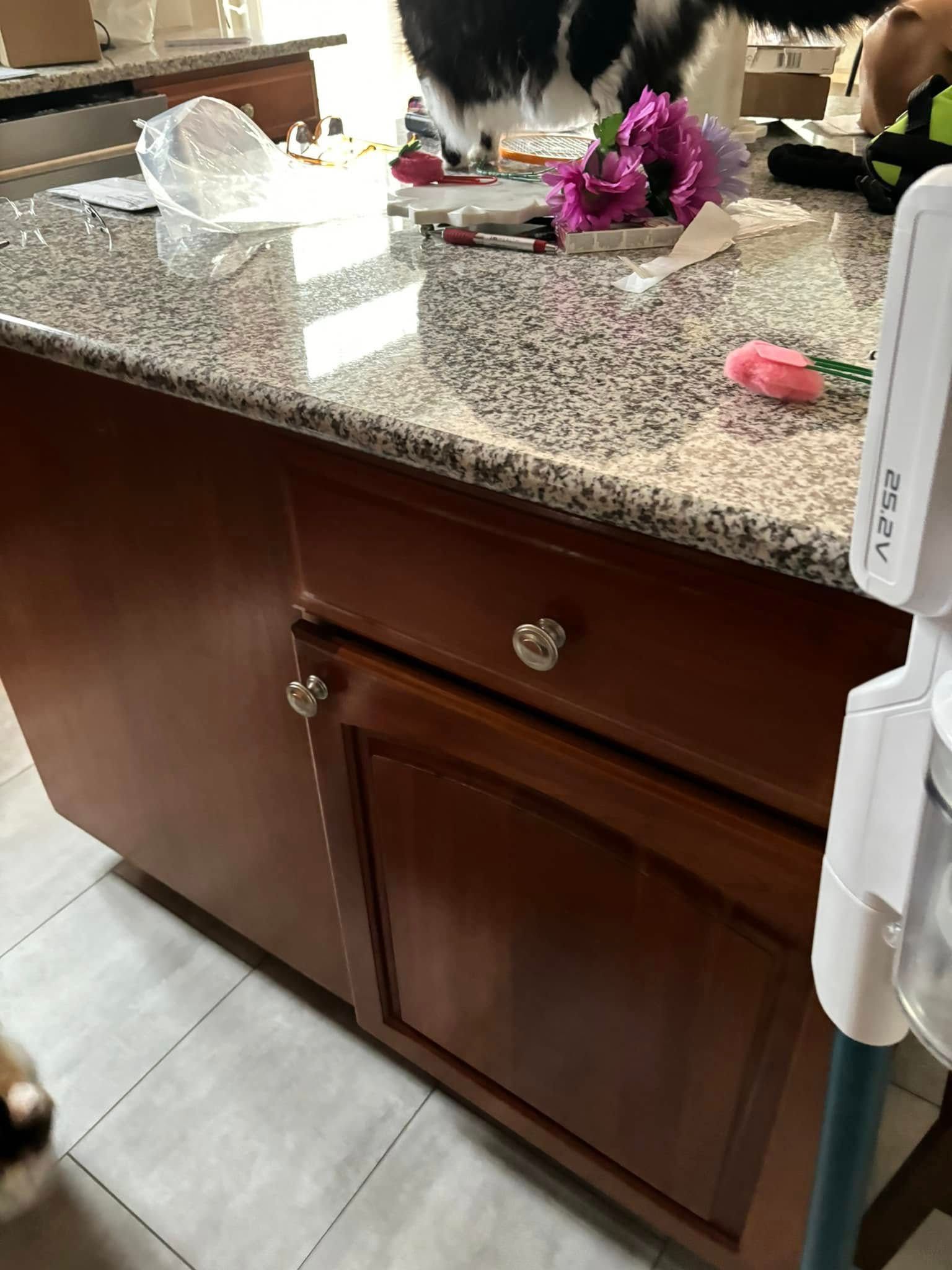 Cat on a granite kitchen counter with tissue and a pink toy near a wooden cabinet
