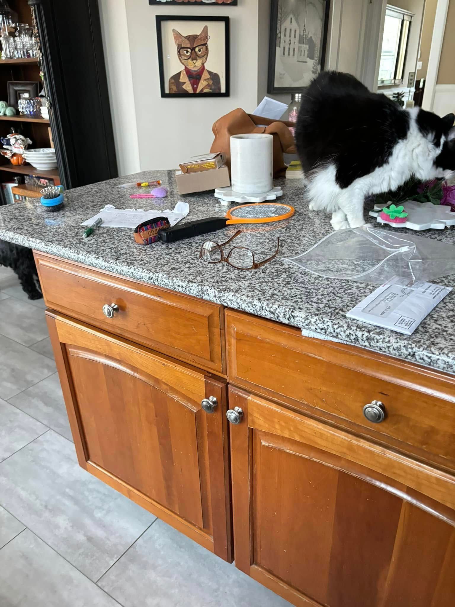Black-and-white cat on a granite kitchen island with scattered items and a paper towel roll