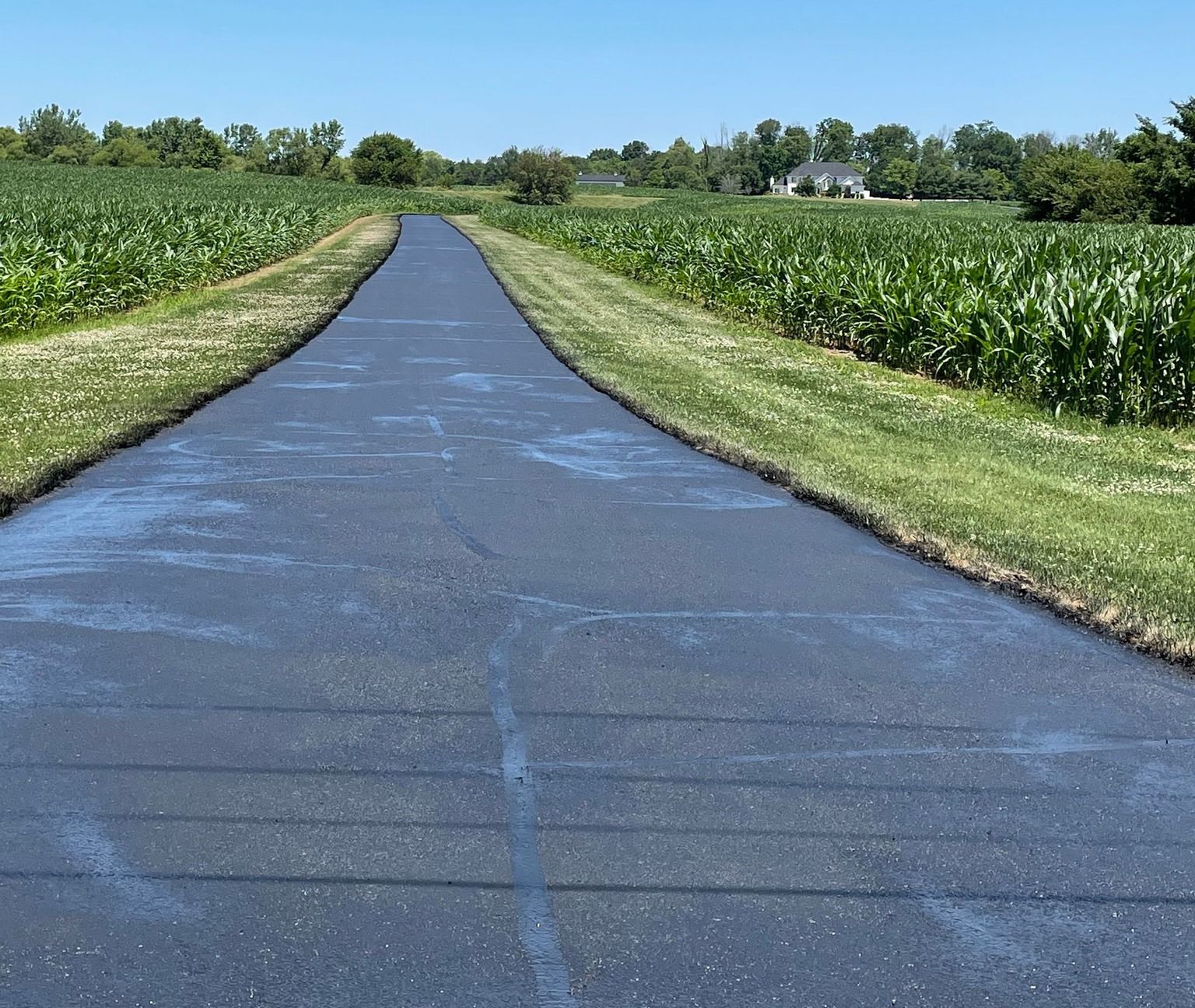 A road that is going through a field of corn