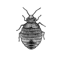 Bed bug, drawing: oval body with segmented abdomen, six legs, antennae.