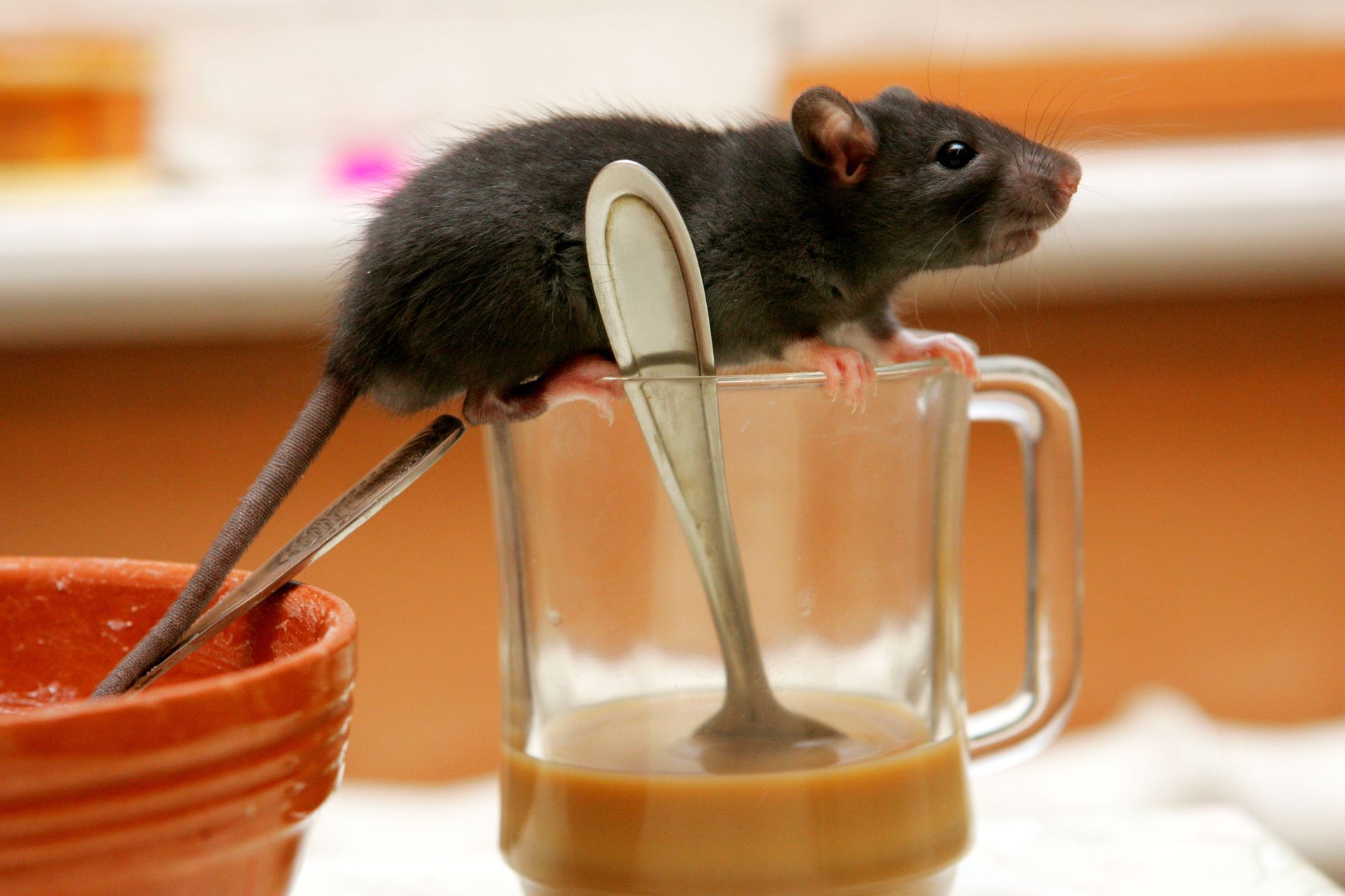 A black rat perched on a glass mug with a spoon inside and a small pot with a spoon, both on a table.