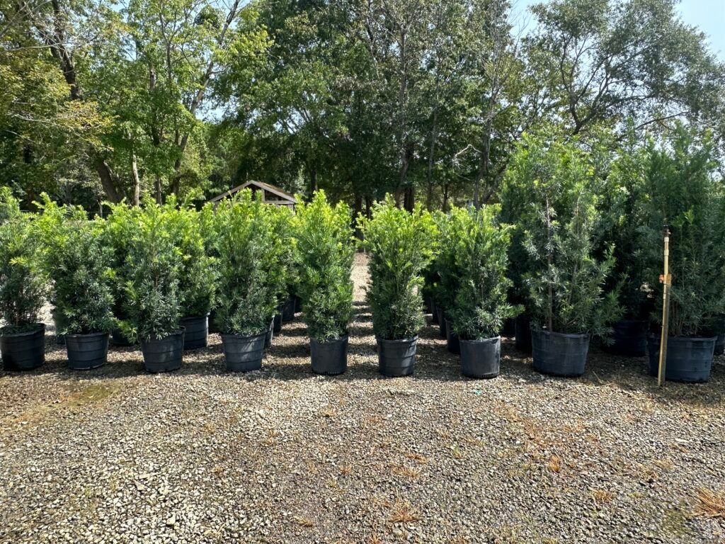 Rows of potted, green evergreen shrubs on gravel, with trees in the background.
