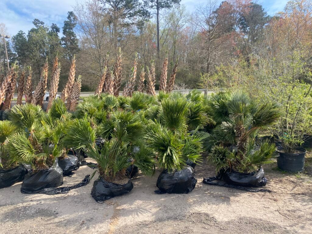 Plants in black plastic bags on a gravel surface with trees in the background.