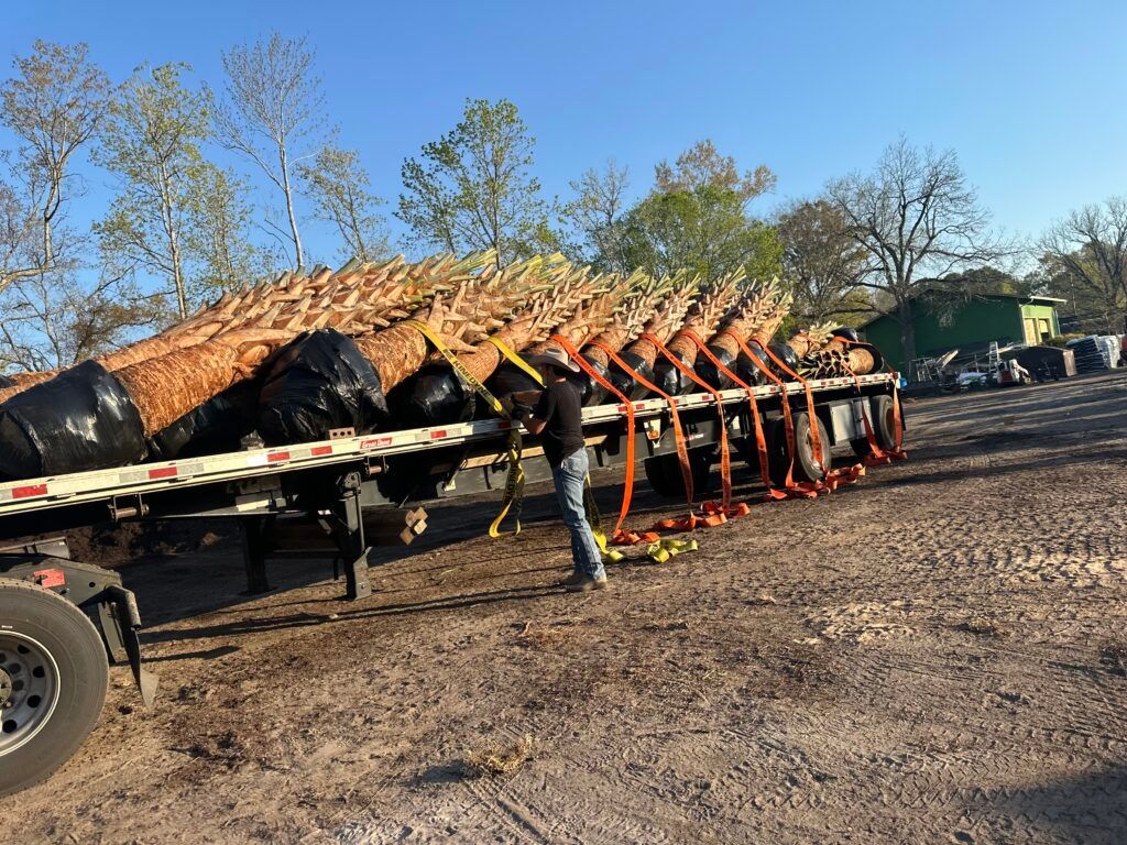 Person securing cargo of bundled logs on a flatbed trailer, in a rural setting.