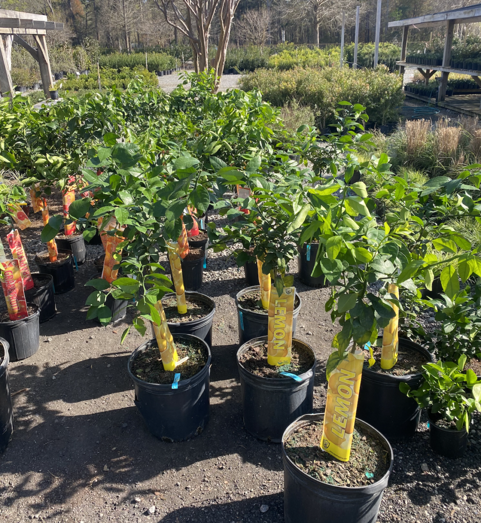 Potted trees with green foliage and yellow tags in a nursery setting.