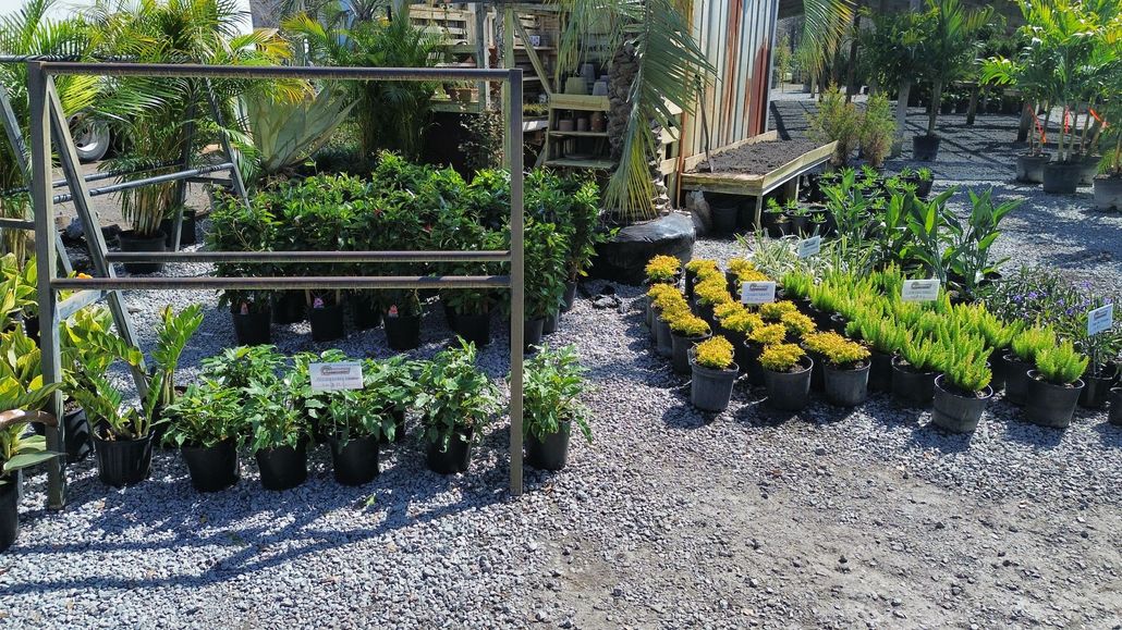 Outdoor nursery with rows of potted green and yellow plants arranged on gravel under a bright, sunny sky.