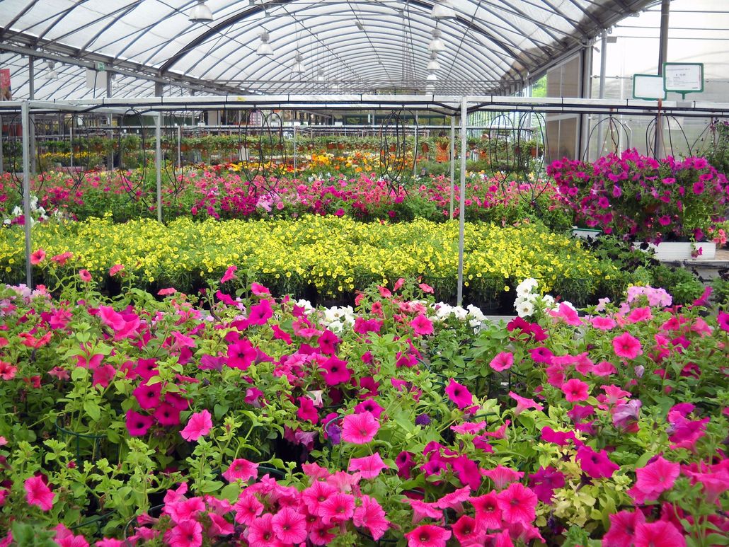 Rows of colorful flowers inside a greenhouse. Pink, yellow, and other blooms under a curved roof.