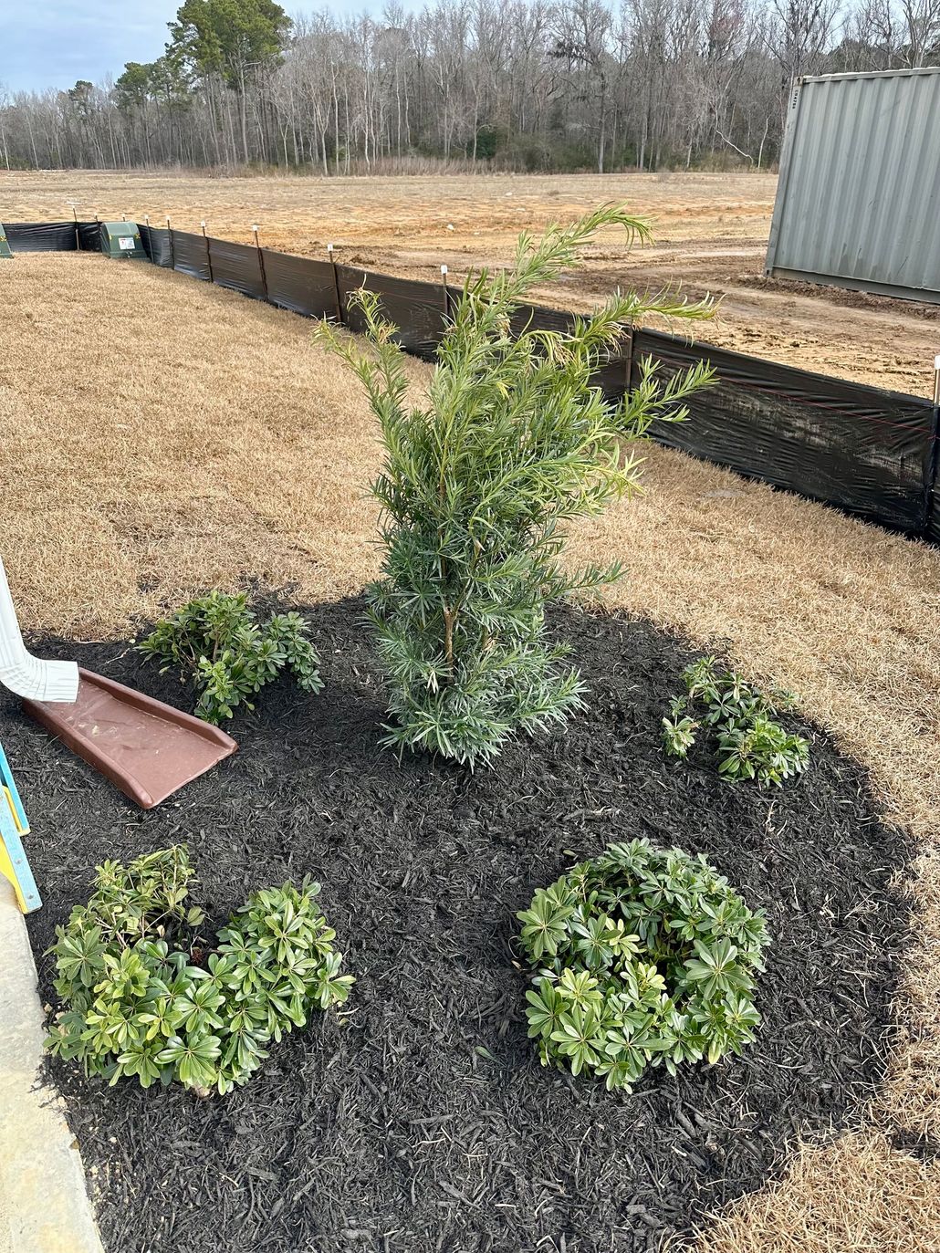 A small garden bed with dark mulch, featuring green and white shrubs. Brown downspout on left.