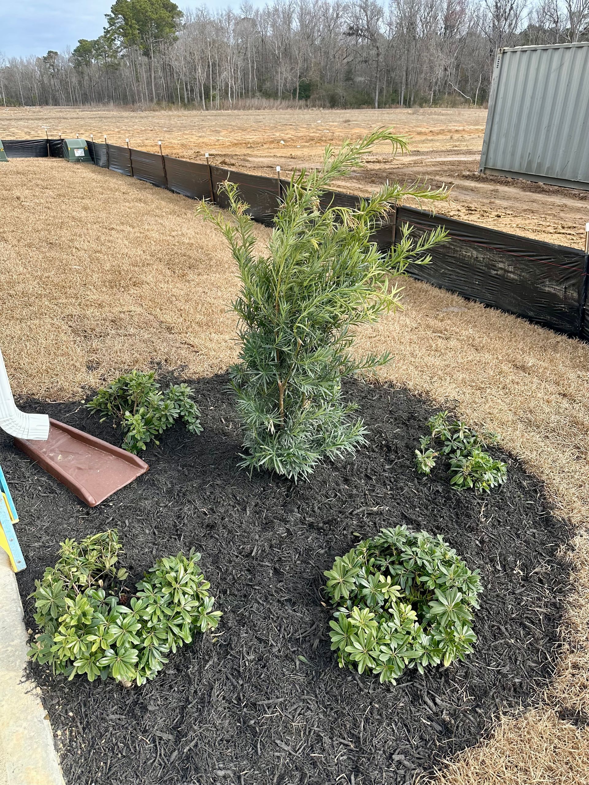 A bed of mulch with small shrubs and a taller bush in an open area.