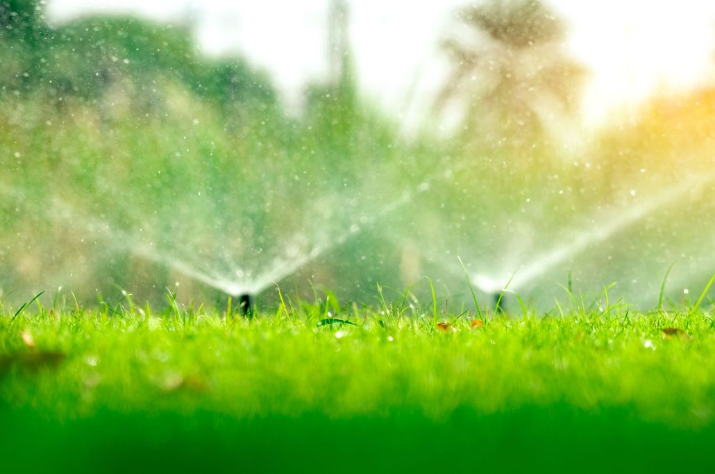Sprinklers watering lush green grass with water droplets, sunny background.