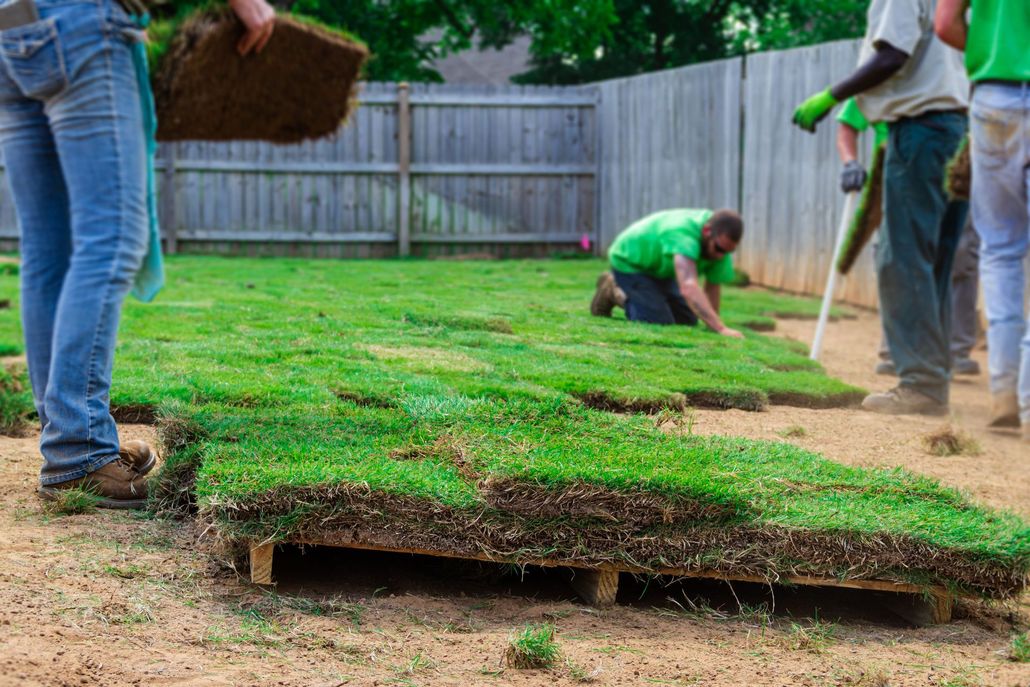 Workers installing sod in a yard; several people, green grass, wooden fence.