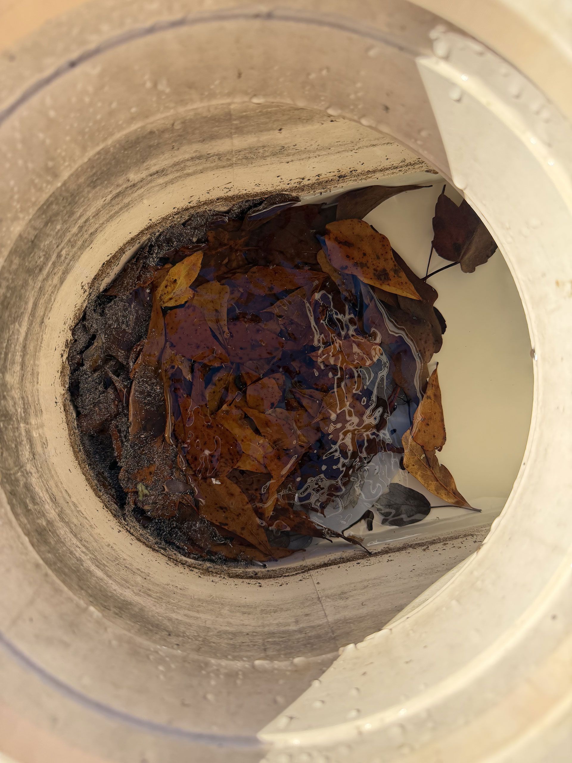 Brown, decayed leaves and dark debris clustered inside a white plastic container.
