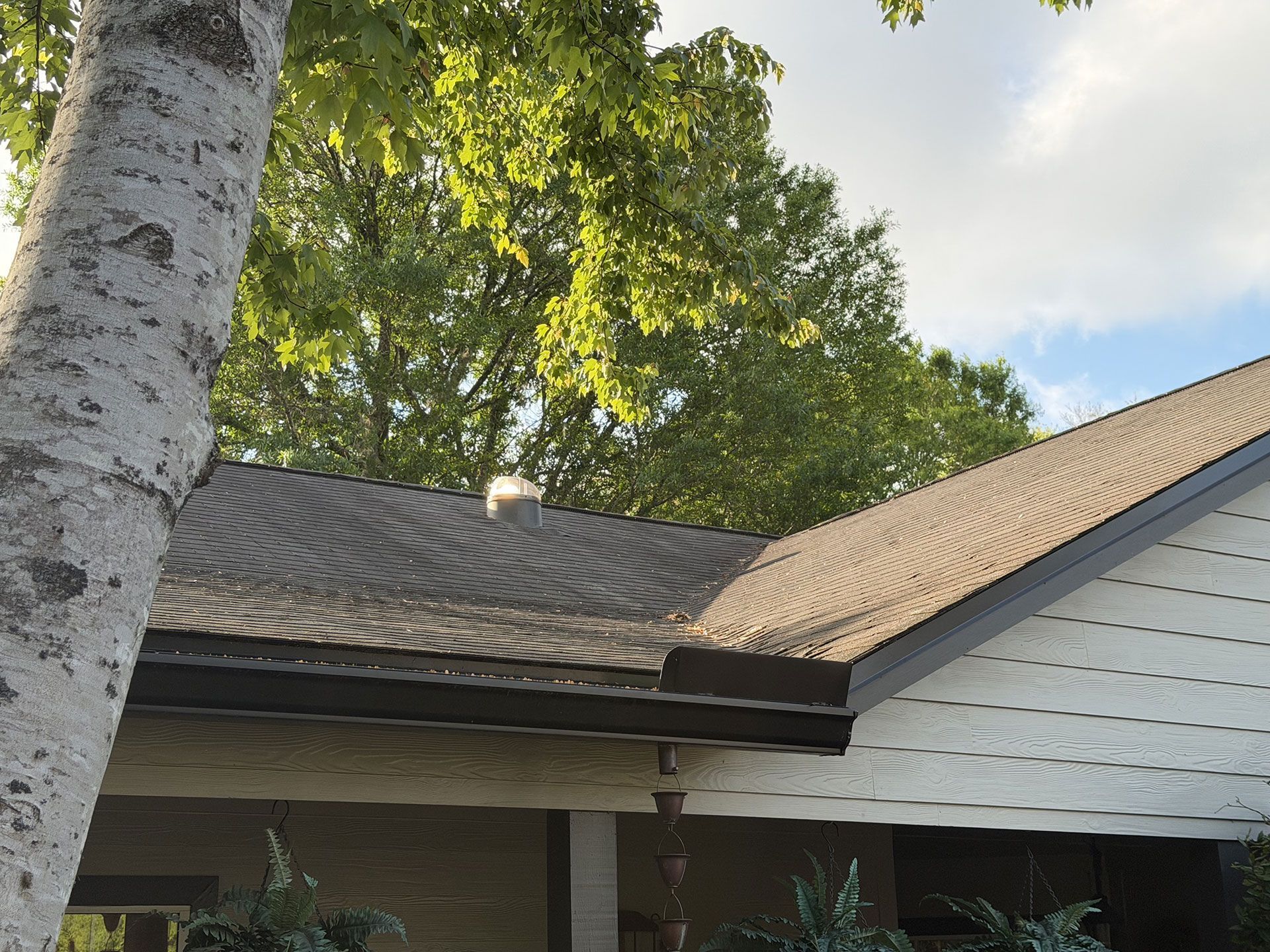 House roof with white siding and a birch tree in the foreground under green foliage