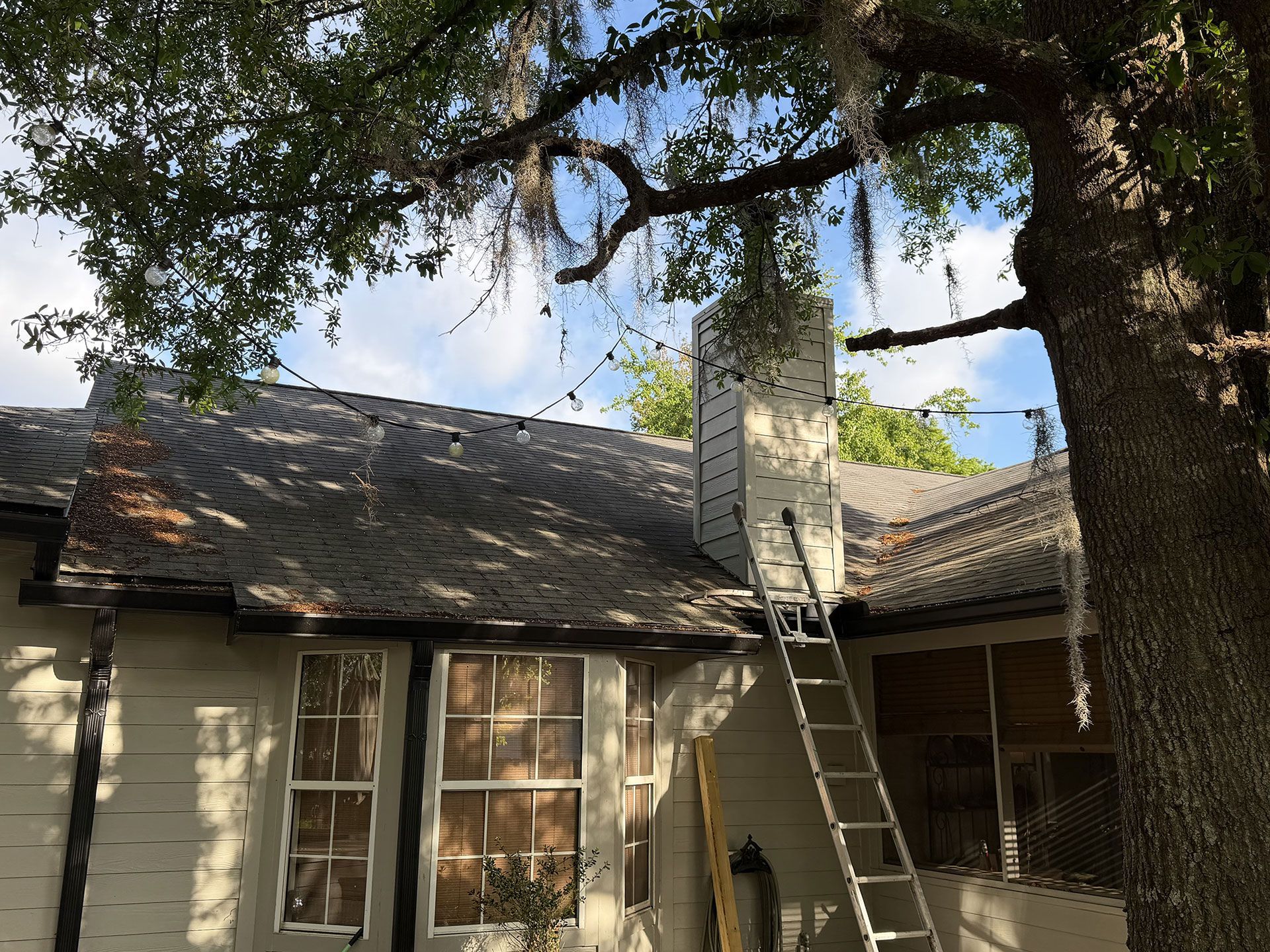 A house roof with a ladder leaning against it under a large tree.