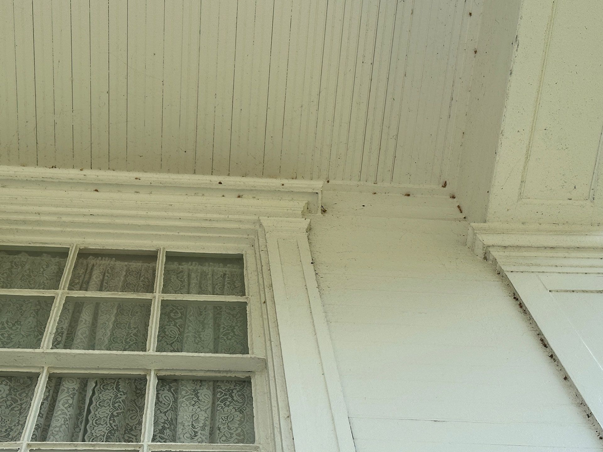 White house exterior with a window, siding, and porch ceiling details