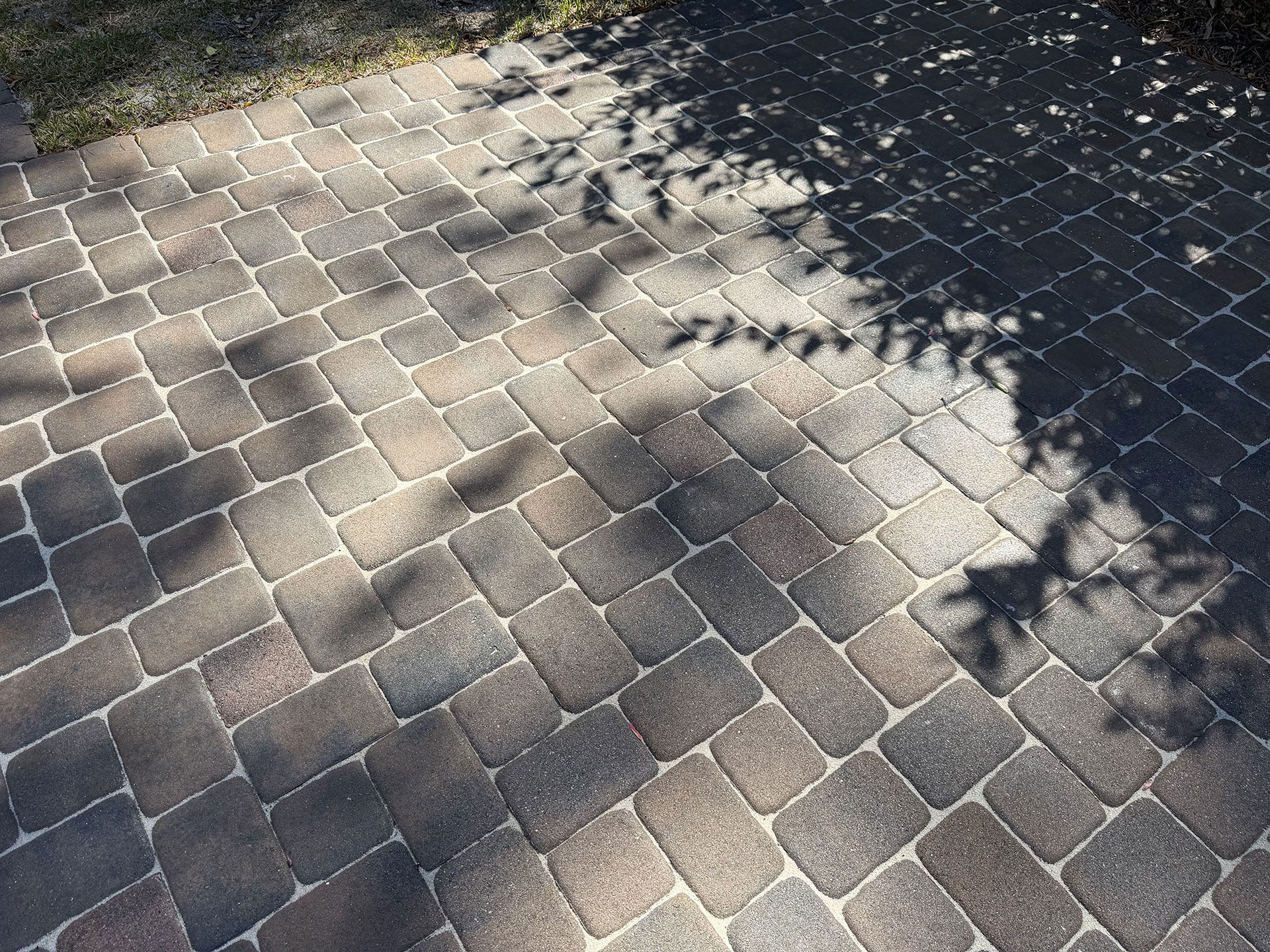 Sunlit cobblestone pavement with tree shadows and a row of small dark insects on the ground