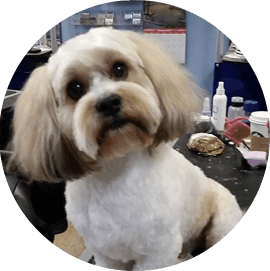 Dog Grooming
