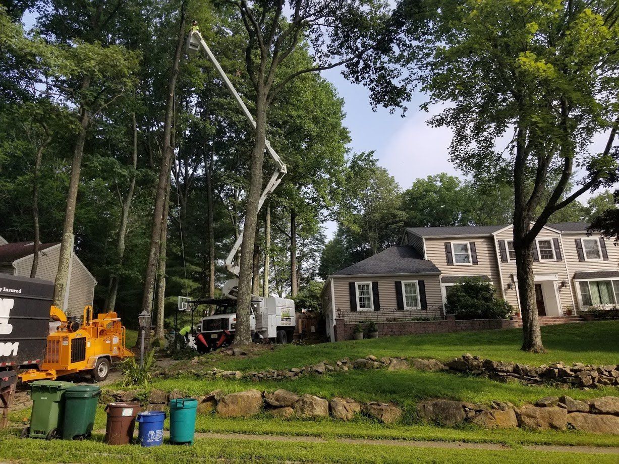 tree care